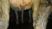 cow udder teats project thumbnail
