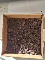 Cocoon detection project thumbnail