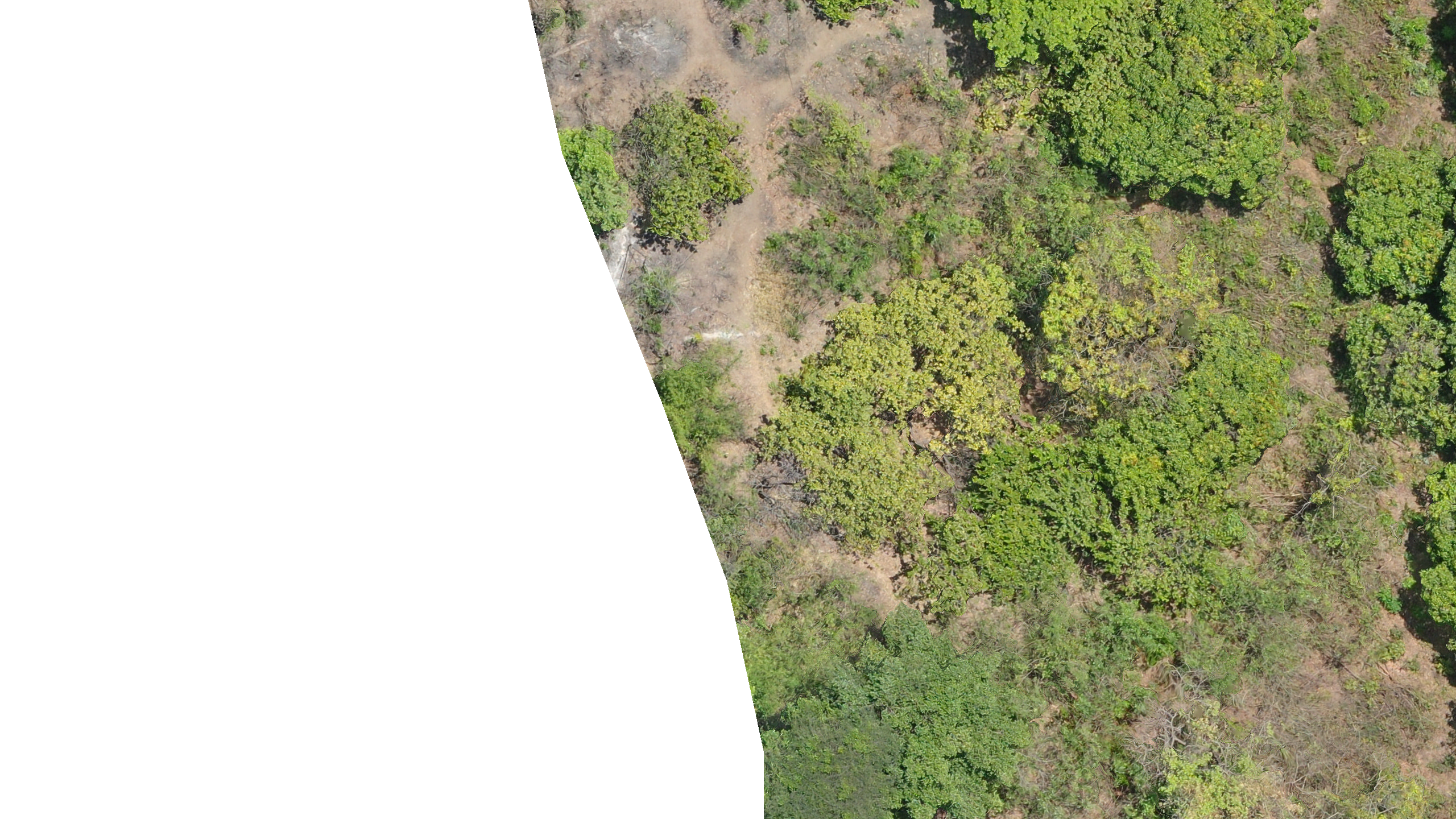 All tree Instance Segmentation Dataset by testproject