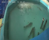 fish_swim project thumbnail