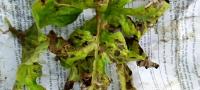 watermelon-leaf-disease-classifi project thumbnail