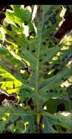 Anthracnose_only project thumbnail