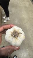 garlic-root-detection project thumbnail