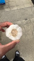 garlic1 project thumbnail