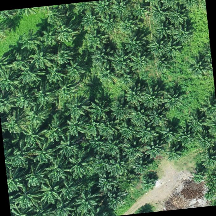 Palm Tree Detection Object Detection Model by Firdho Workspace