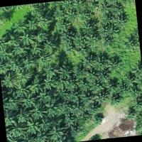 Palm Tree Detection project thumbnail