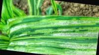 corn disease project thumbnail