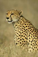 cheetah project thumbnail