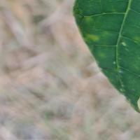 Ringspot3 project thumbnail