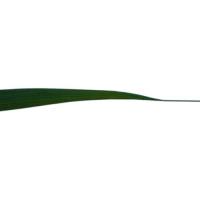 paddyleaf project thumbnail