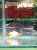 Fish detection project thumbnail