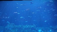 fish detection project thumbnail