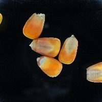 grain project thumbnail