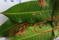 Mango_Disease project thumbnail