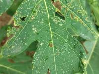 Papaya leaf project thumbnail