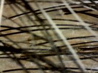 follicle project thumbnail