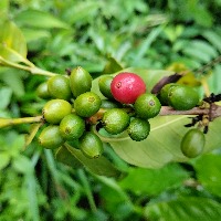 Coffee Fruit Maturity ☕🍒 project thumbnail