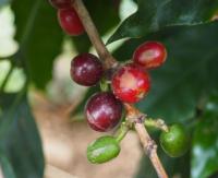 coffee fruit project 2 project thumbnail