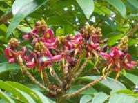 Tree Species project thumbnail