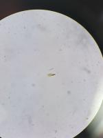 plankton project thumbnail