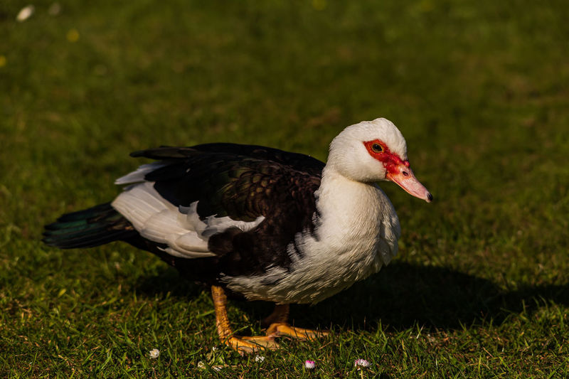 Invasive birds in fl classification dataset and pre trained model by