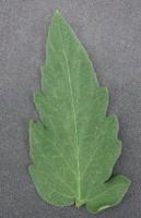 leaf-class project thumbnail