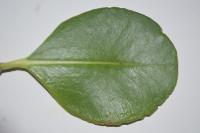 Mangrove Species project thumbnail