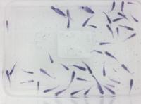 fish2 project thumbnail