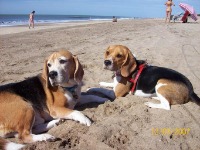 Rosa_Dog_Detection project thumbnail