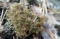 lichen_genus_asdf project thumbnail