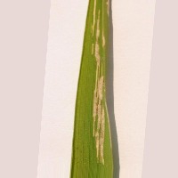 Palay Protectorv2 project thumbnail