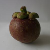 Mangosteen project thumbnail