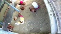chicken-detection project thumbnail