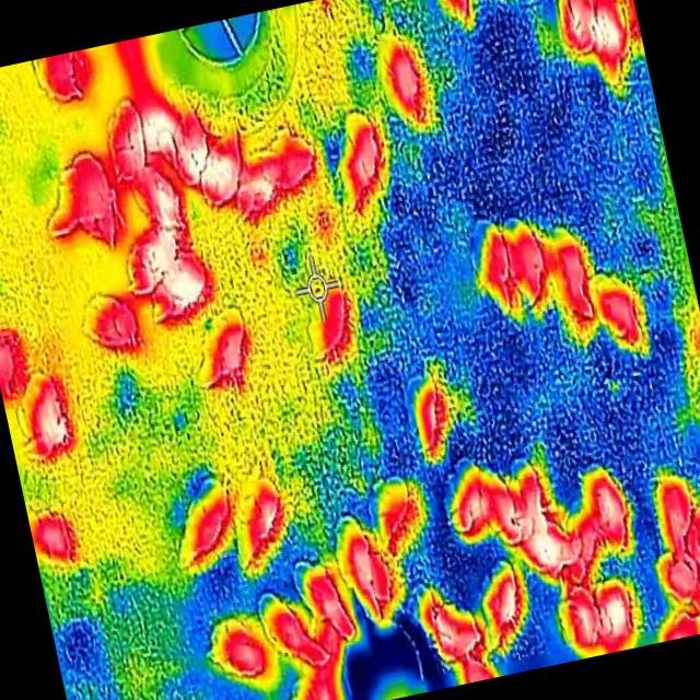 bird thermal images Object Detection Dataset by Birdproject
