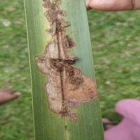 coconut+tea+groundnut project thumbnail