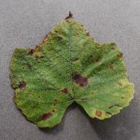 leaf type project thumbnail