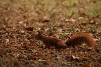 squirrel Object Detection Model by computer vision