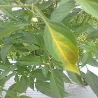 Chili project thumbnail