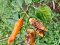 chili disease project thumbnail