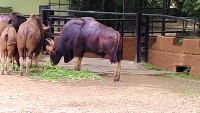 Animal Detection 4 project thumbnail