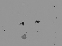 Spores project thumbnail