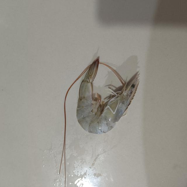 shrimp Instance Segmentation Dataset by test