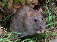 Rat in a rice field project thumbnail