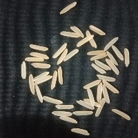 New Rice Segments 2 project thumbnail