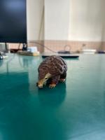 animal project thumbnail