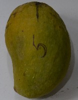 Anthracnose project thumbnail