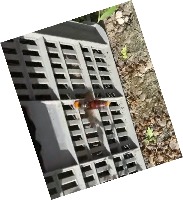 intelligent beehive Object Detection Model by beehive