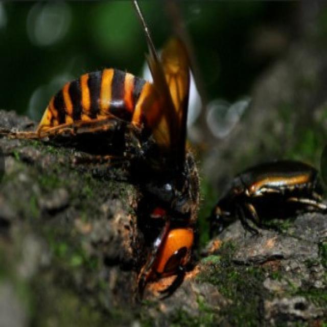 Bhaware Insect intelligent beehive Object Detection Model by beehive