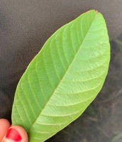 deteksi penyakit daun jambu biji project thumbnail
