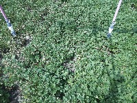 White mold on dry beans project thumbnail